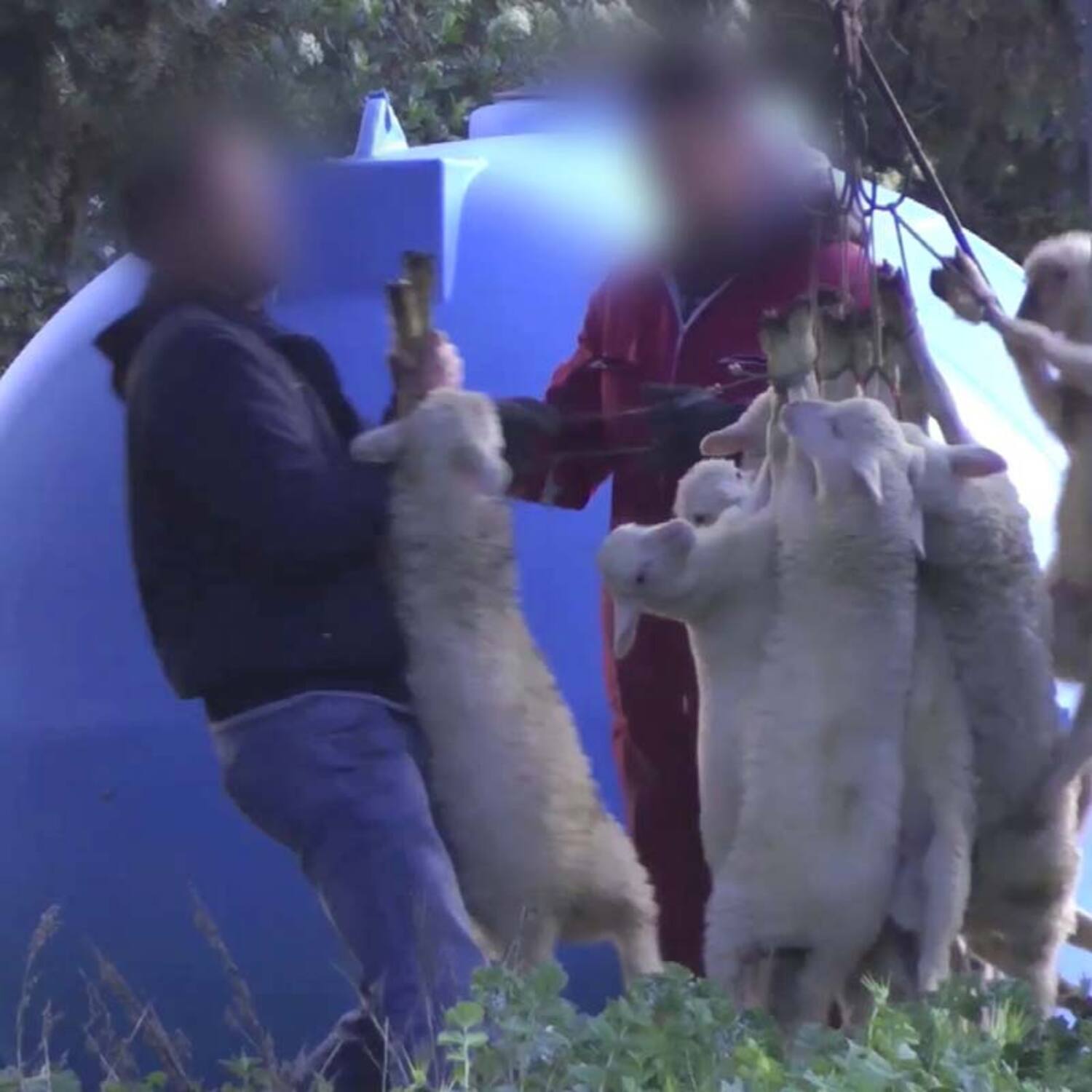 Lämmer und Zicklein vor der Schlachtung
