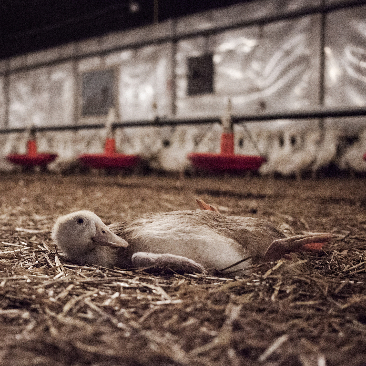 Gans im Mastbetrieb
