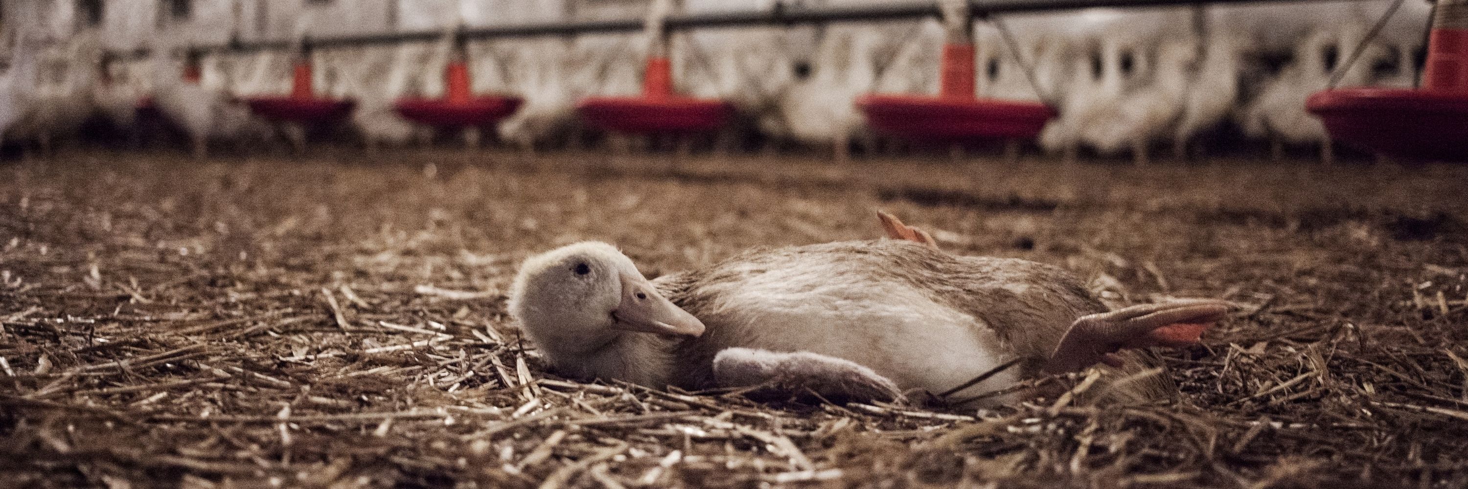 Ente in der Mast