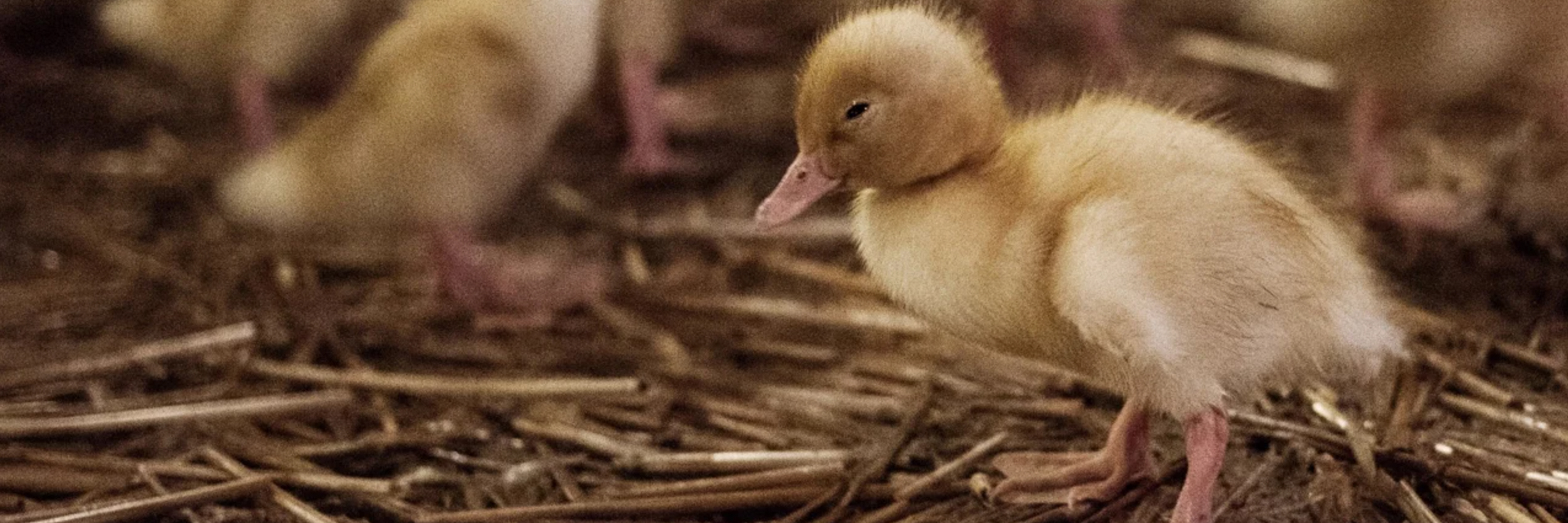 Entenmast Ente Lili