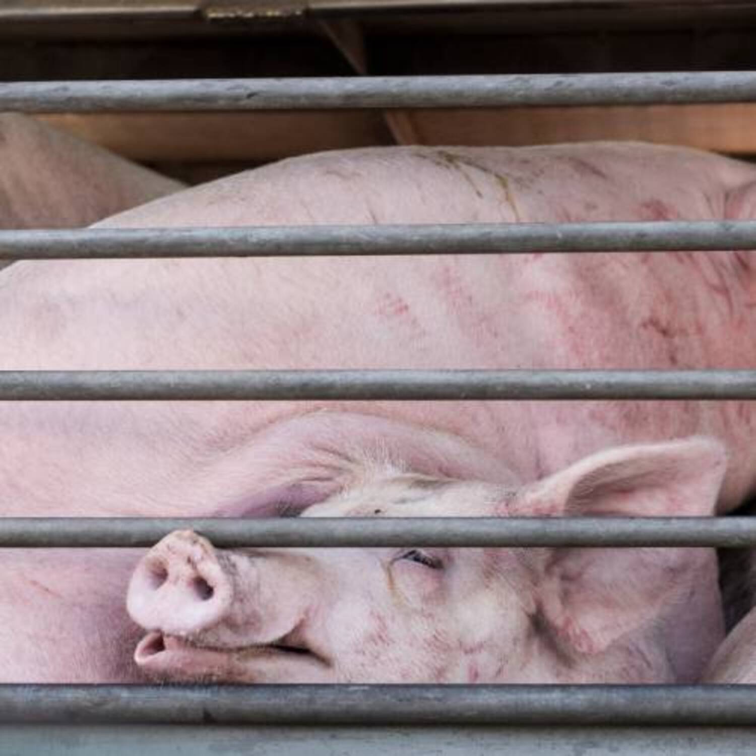 Schwein im Tiertransporter