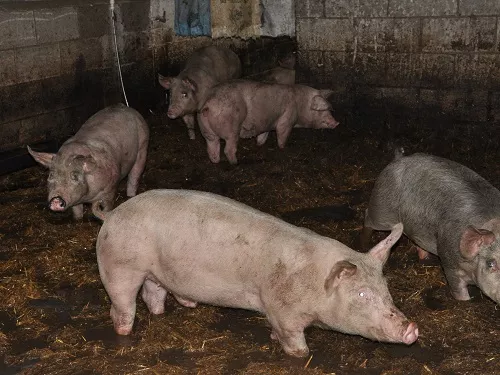 Undercover Ermittler Zeigen Tierleid In Britischen Schweinebetrieben 5328