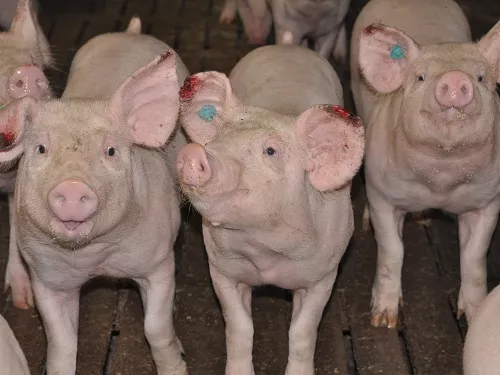 Undercover Ermittler Zeigen Tierleid In Britischen Schweinebetrieben 6034