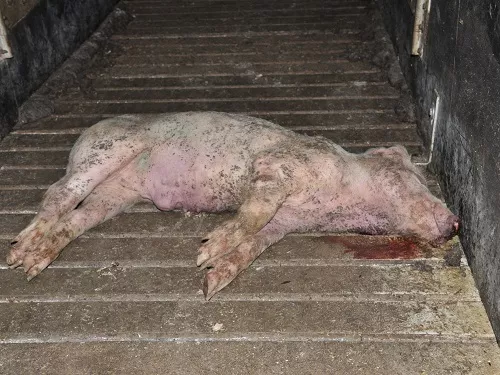 Undercover Ermittler Zeigen Tierleid In Britischen Schweinebetrieben 5301