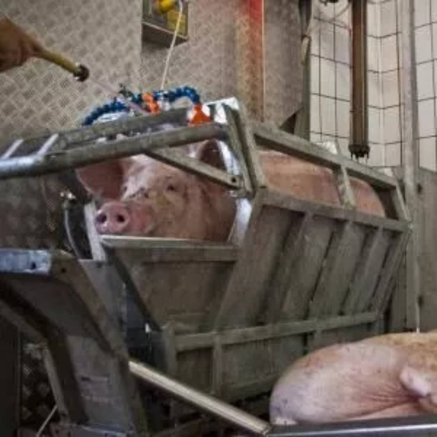 Symbolbild: Schwein in einem Schlachthaus