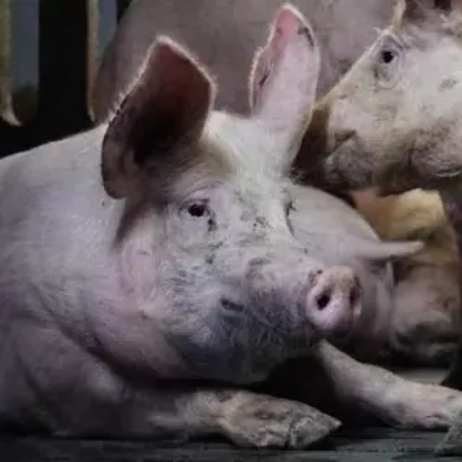 Schwein in der Tierindustrie