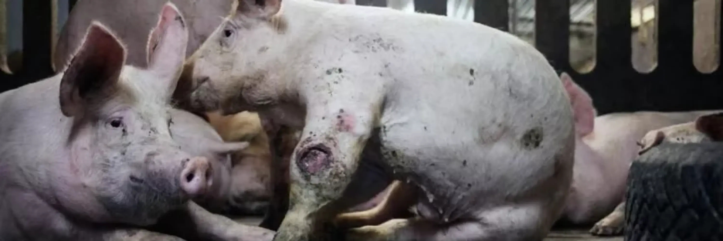 Schweine in der Tierindustrie