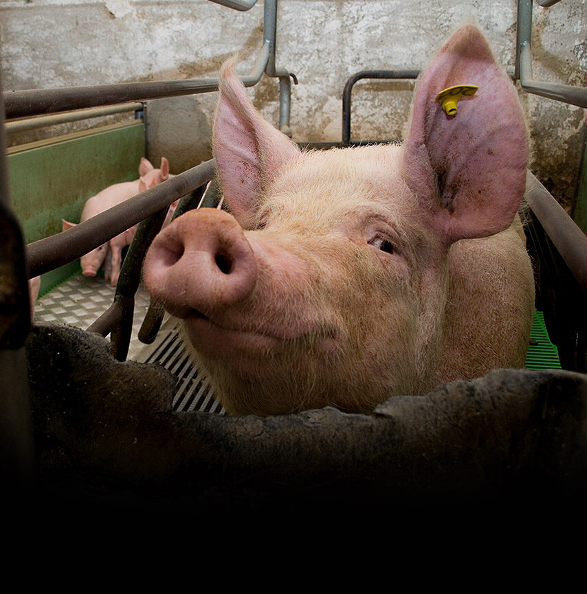 Schwein im Kastenstand