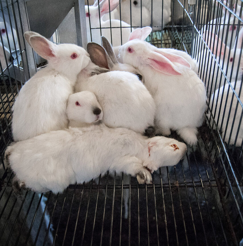 weiße Kaninchen im Käfig