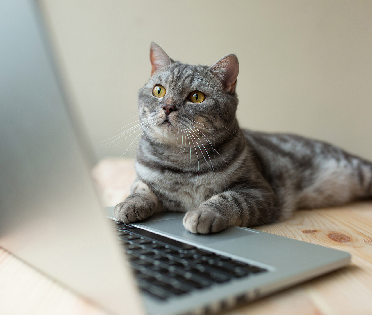 Katze am Laptop
