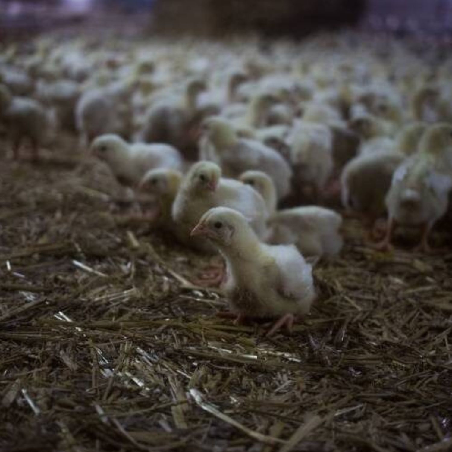 Huhn in einem Mastbetrieb