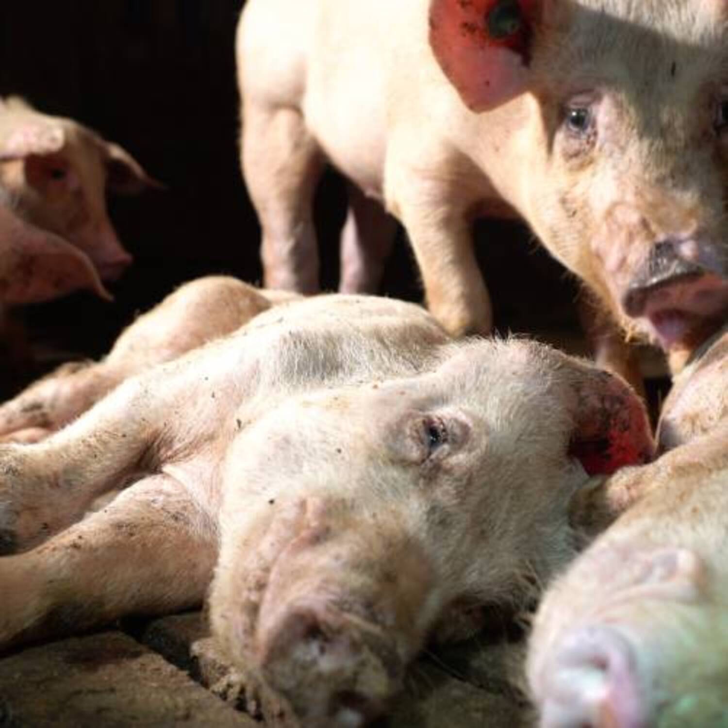 totes Ferkel in einem Schweinebetrieb