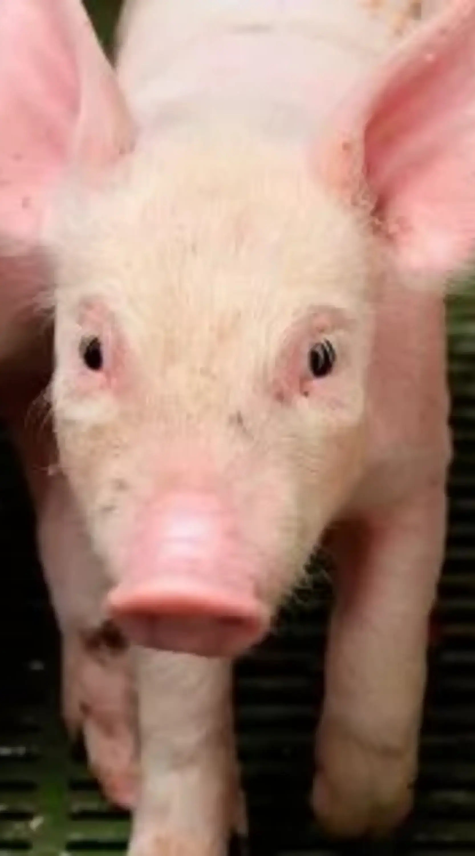 Ferkel in einem Schweinebetrieb