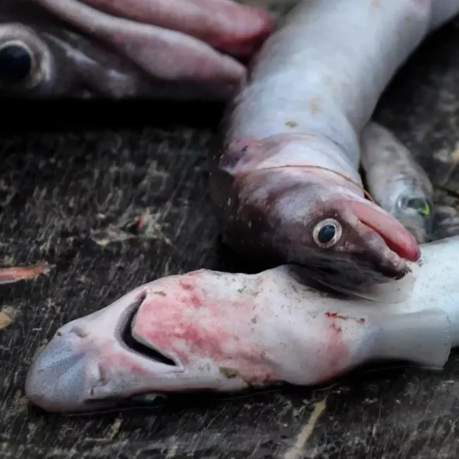 blutende Fische in der Fischindustrie