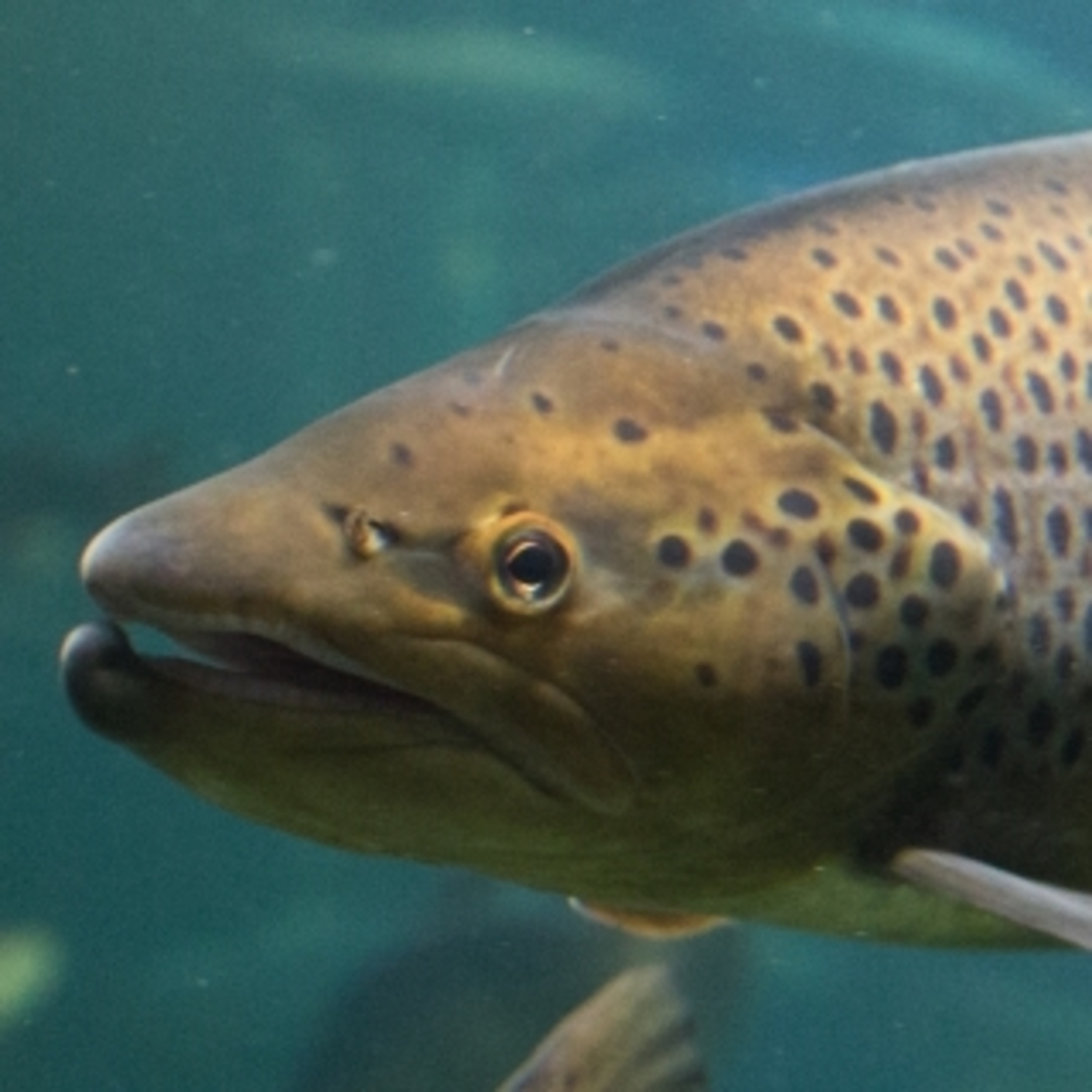 Lachs in Aquakultur