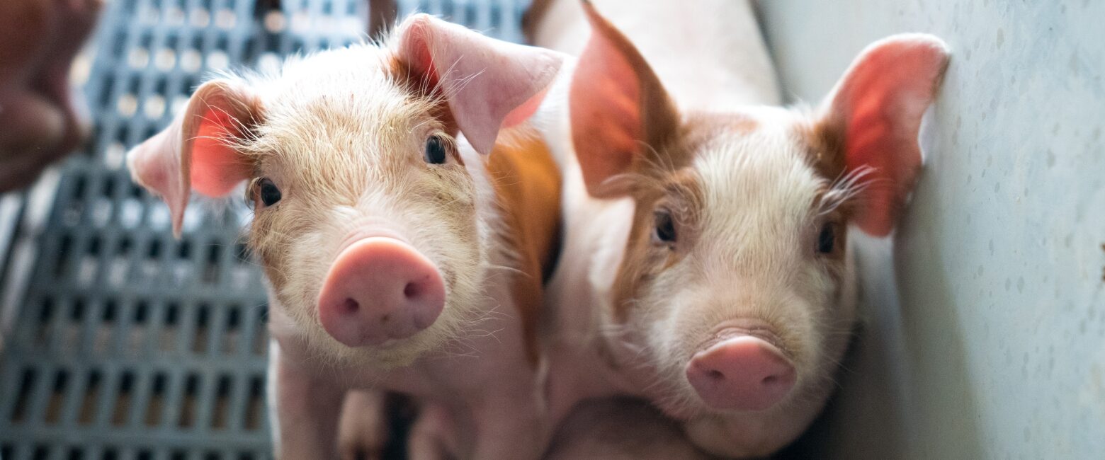 logo Animal Equality