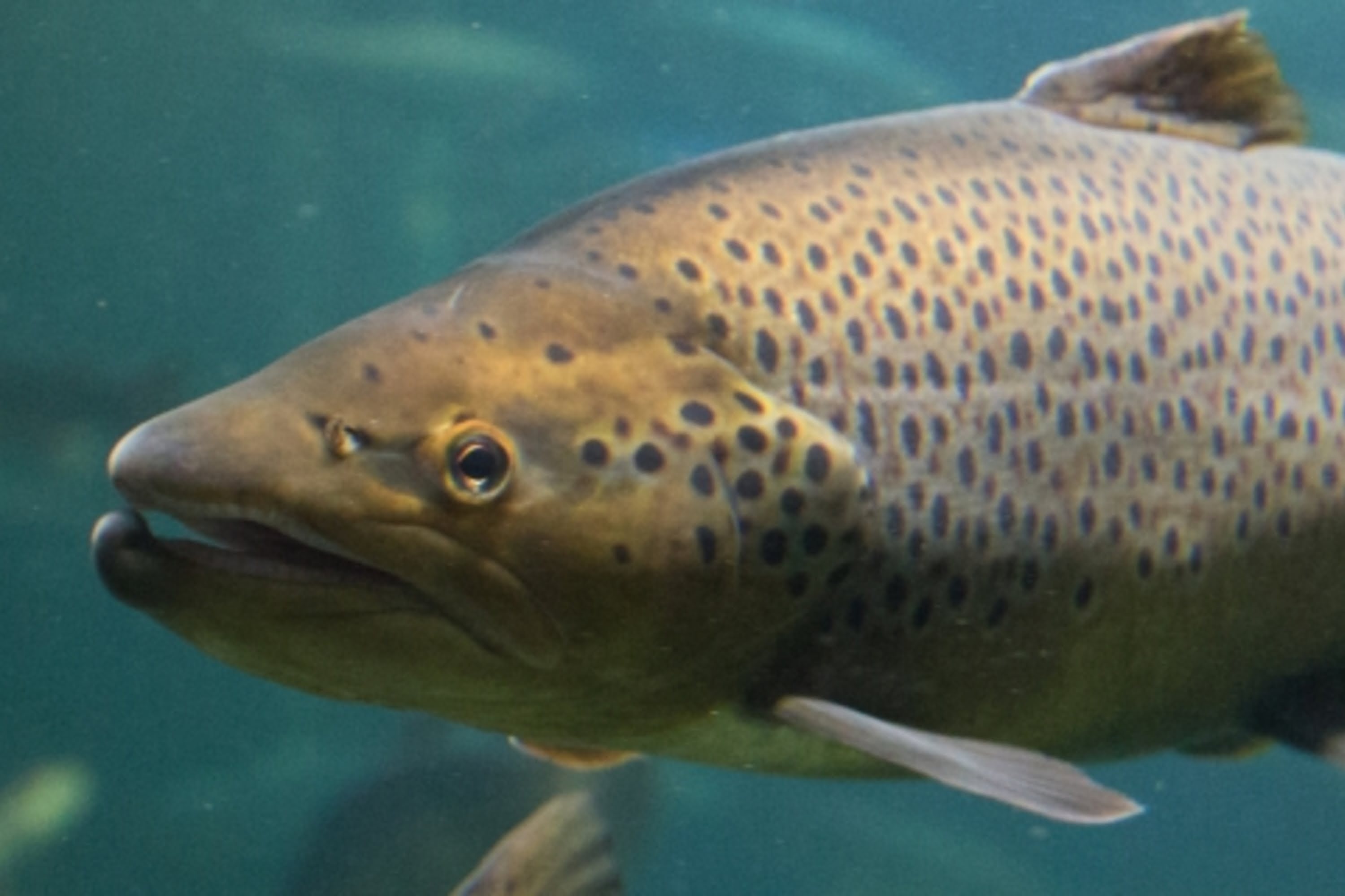 Lachs in Aquakultur
