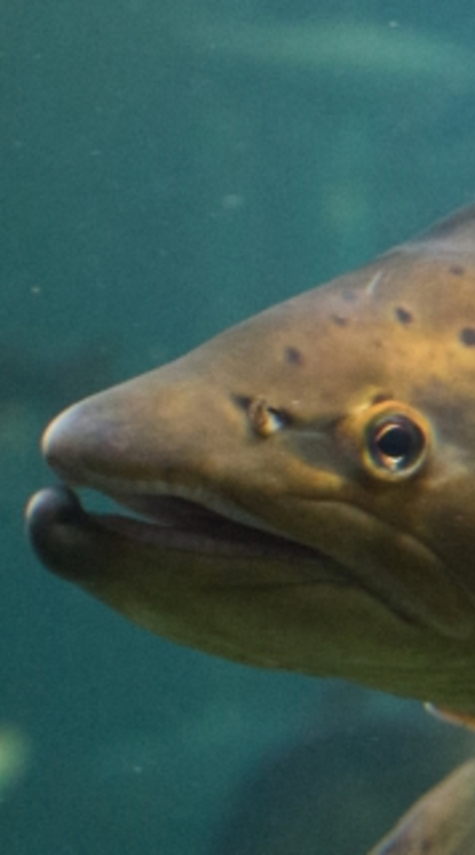 Lachs in Aquakultur