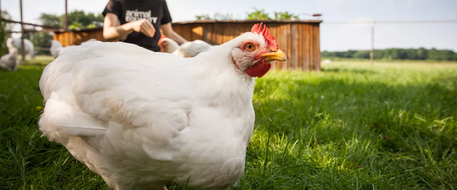 Louis, ein gerettetes Huhn