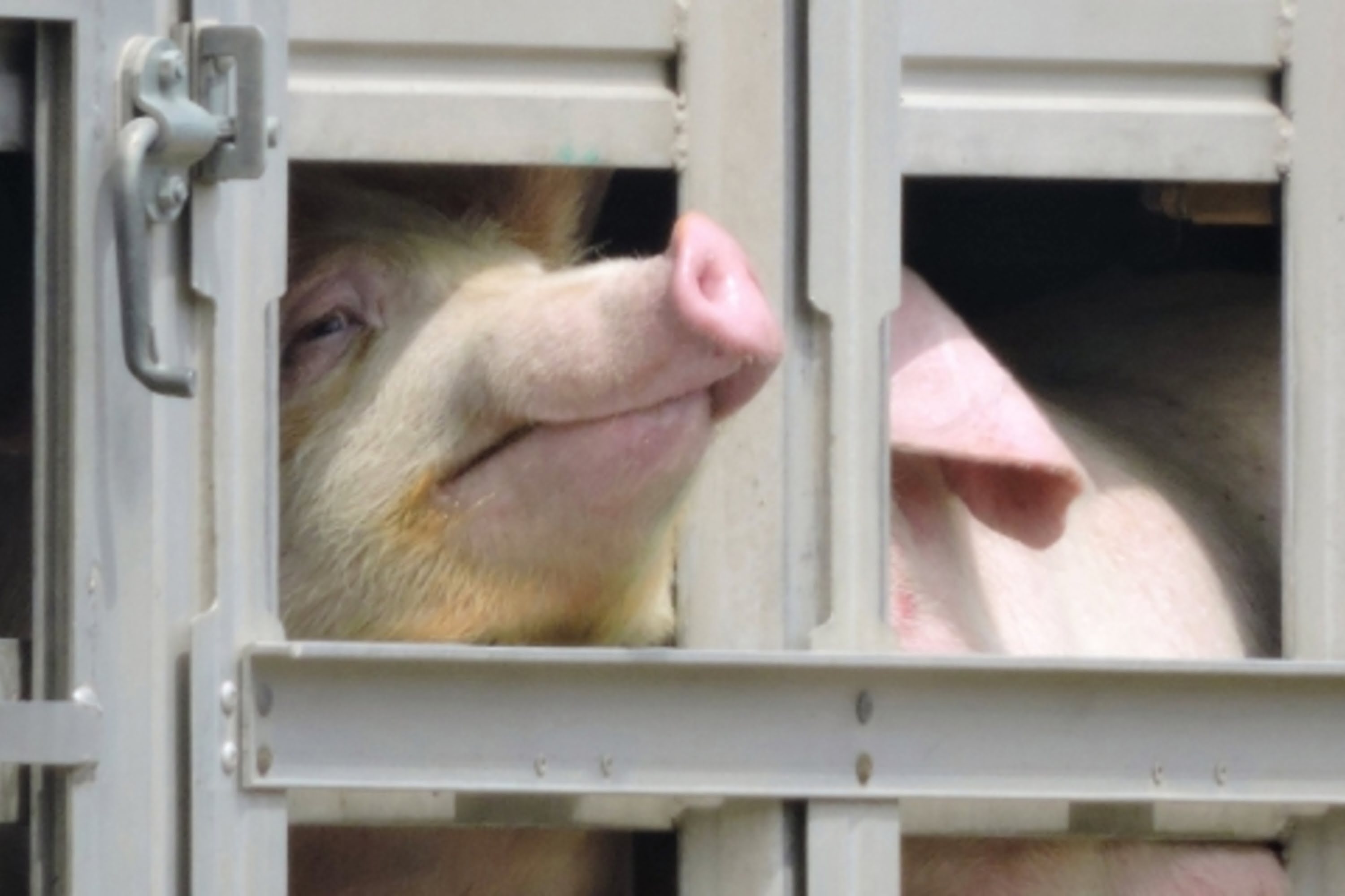 Schwein in einem Tiertransporter