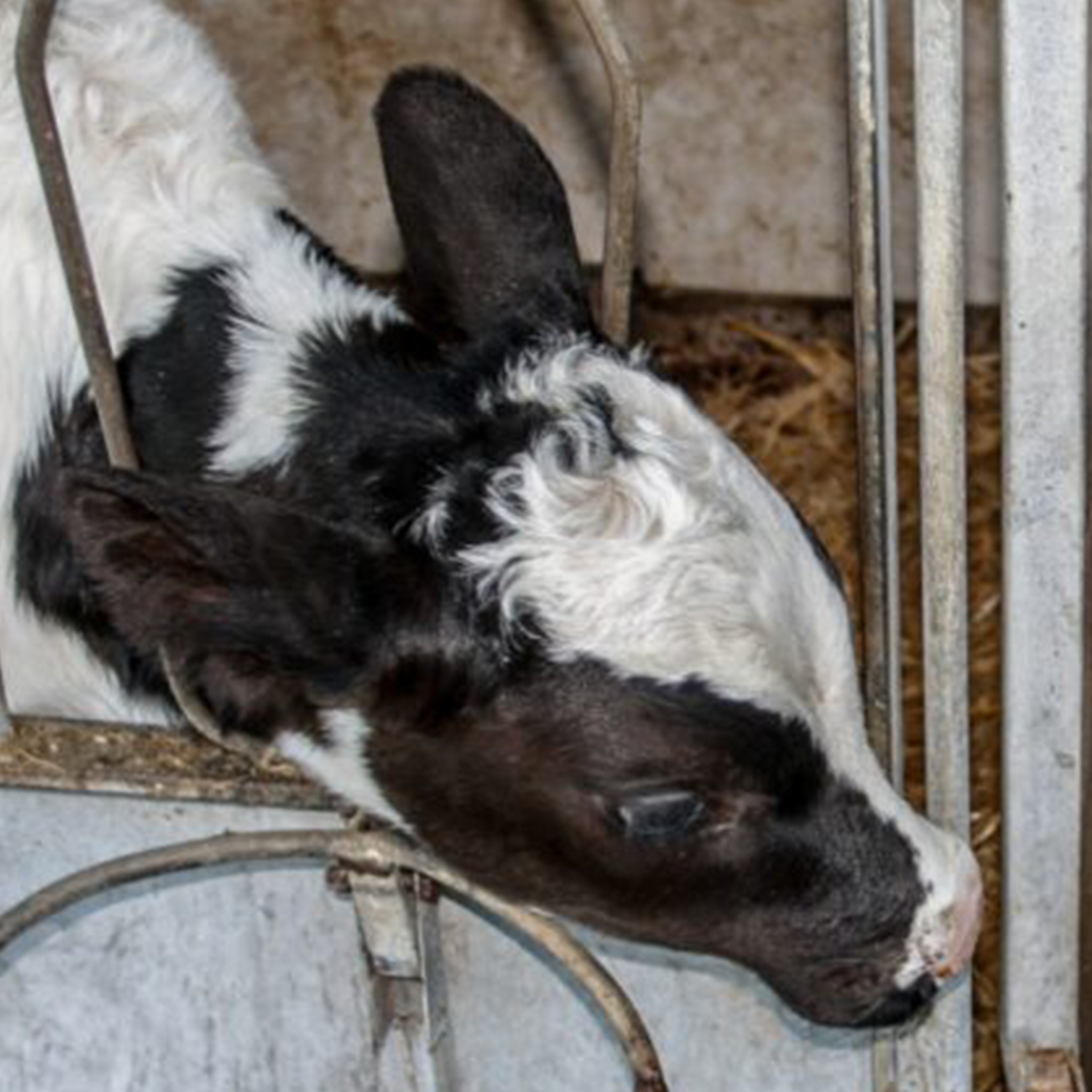 Kalb in der italienischen Milchindustrie