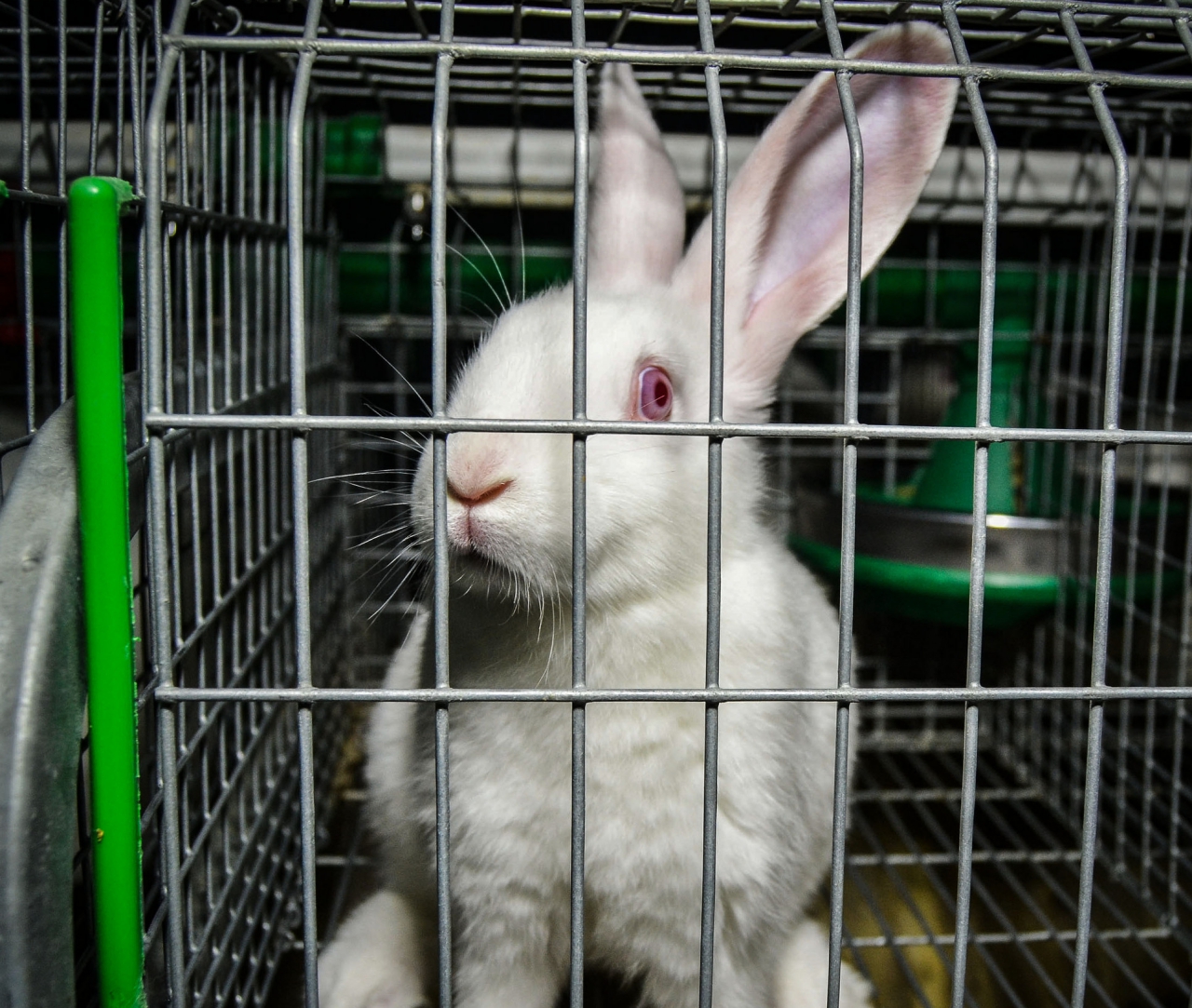 Kaninchen in einem Käfig