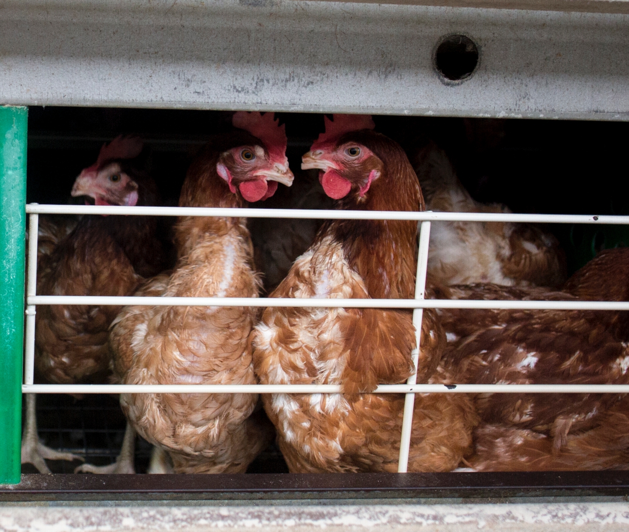hühner in käfig