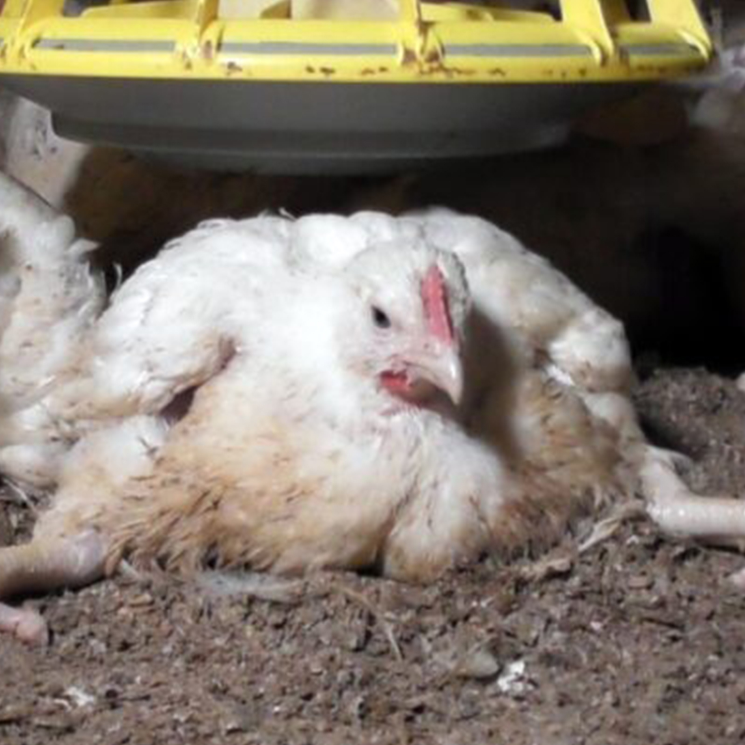 Huhn in der Mast
