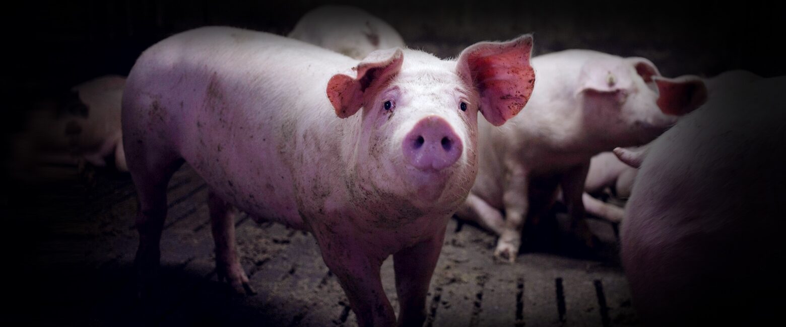 logo Animal Equality