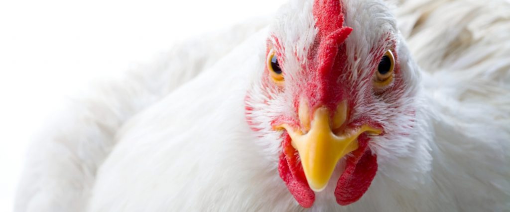 logo Animal Equality