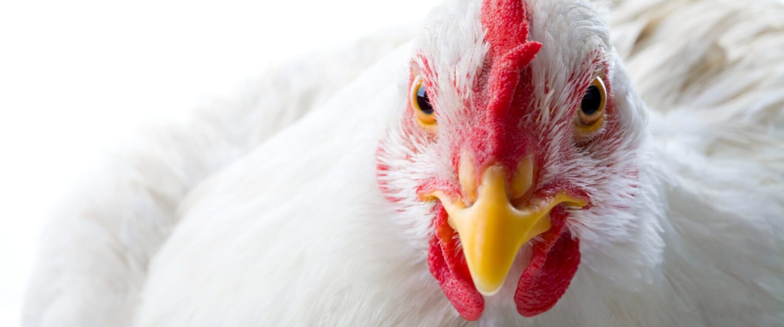 logo Animal Equality