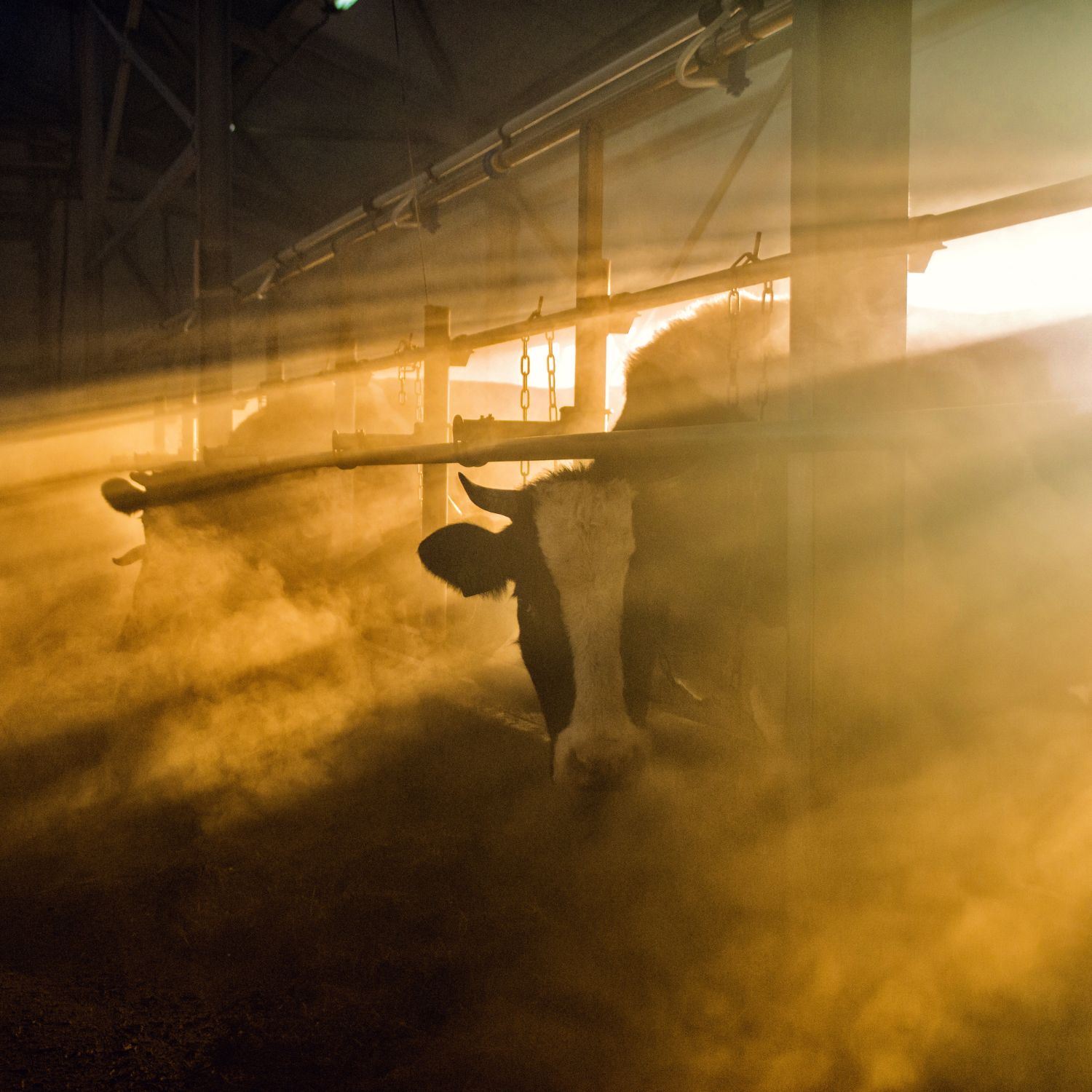 Anbindehaltung von Rindern