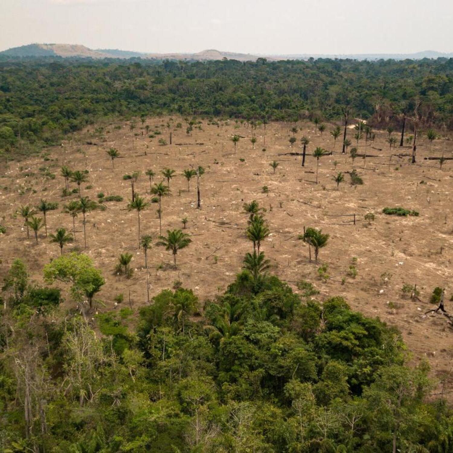 Zerstörung des Amazonas-Regenwalds