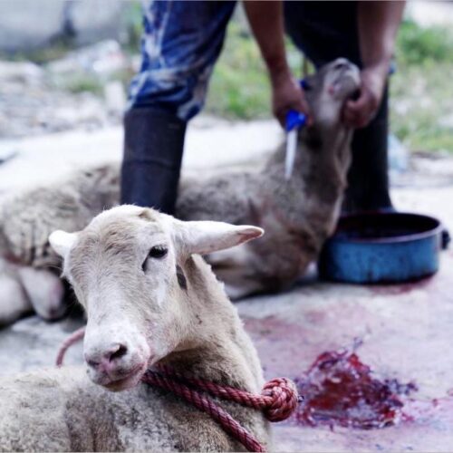 Horror im Hinterhof: Brutale Lämmer-Schlachtung | Animal Equality Germany