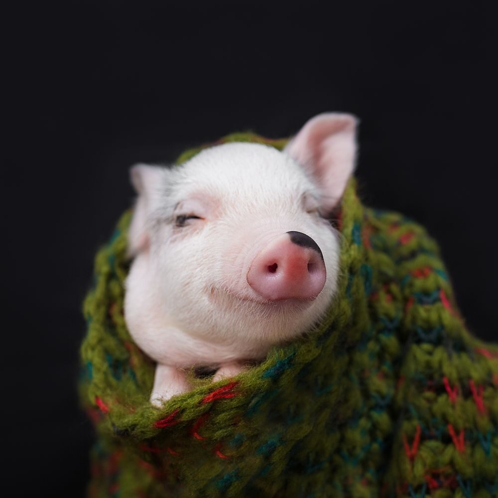 logo Animal Equality