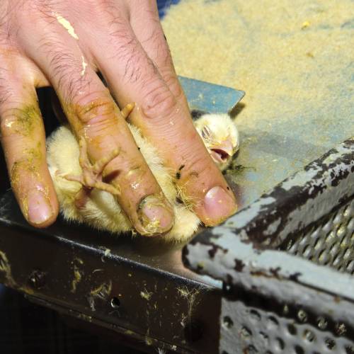 Frankreich: Kükenschreddern soll 2021 ein Ende haben | Animal Equality  Germany