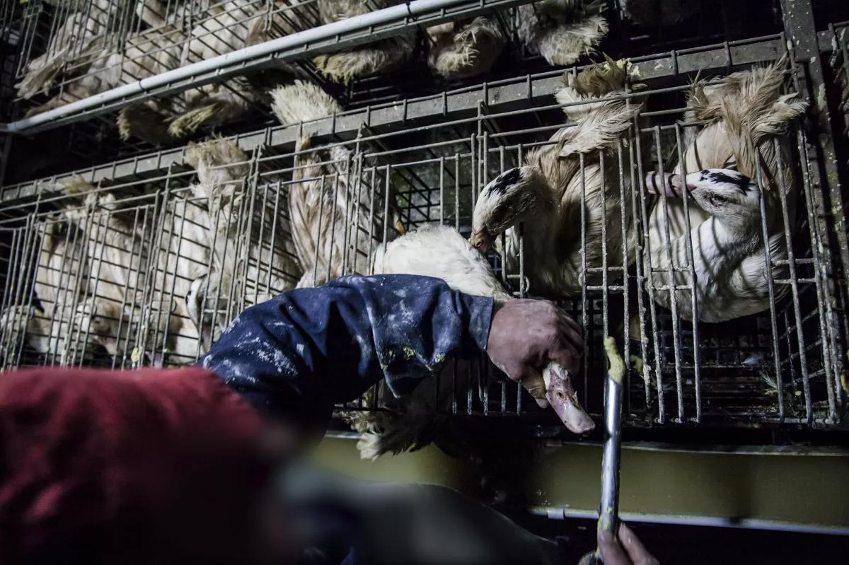 Gänse bei Zwangsfütterung