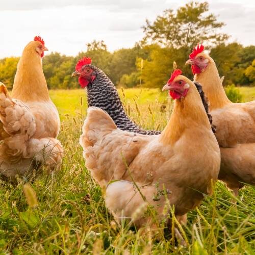 4 tolle Fähigkeiten von Hühnern | Animal Equality Germany