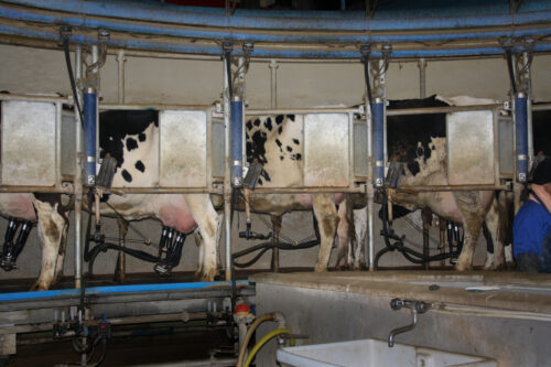 Entzündete Euter bei Milchkühen | Animal Equality Germany