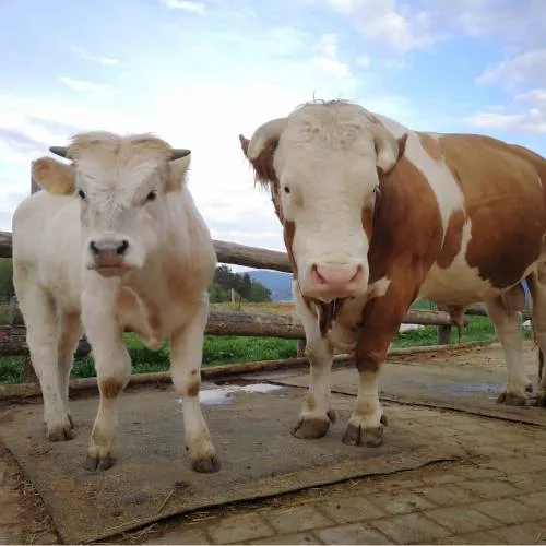 Stier Ferdinand auf dem Erdlingshof