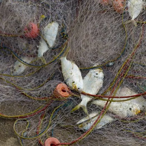 Fischerei