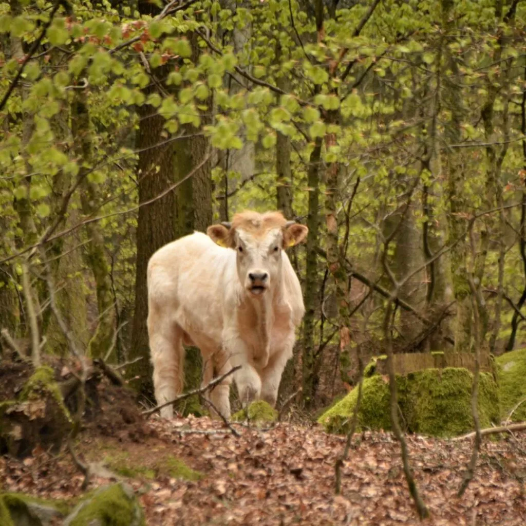 Stier Ferdinand im Auslauf