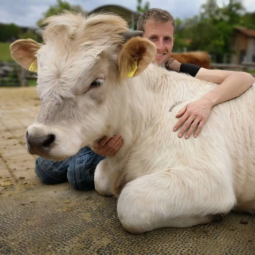 Stier Ferdinand und Johannes