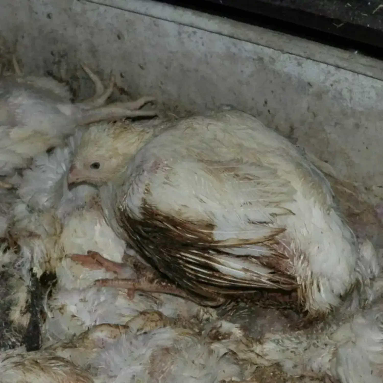 verletztes Huhn auf einem Berg von toten Hühnern