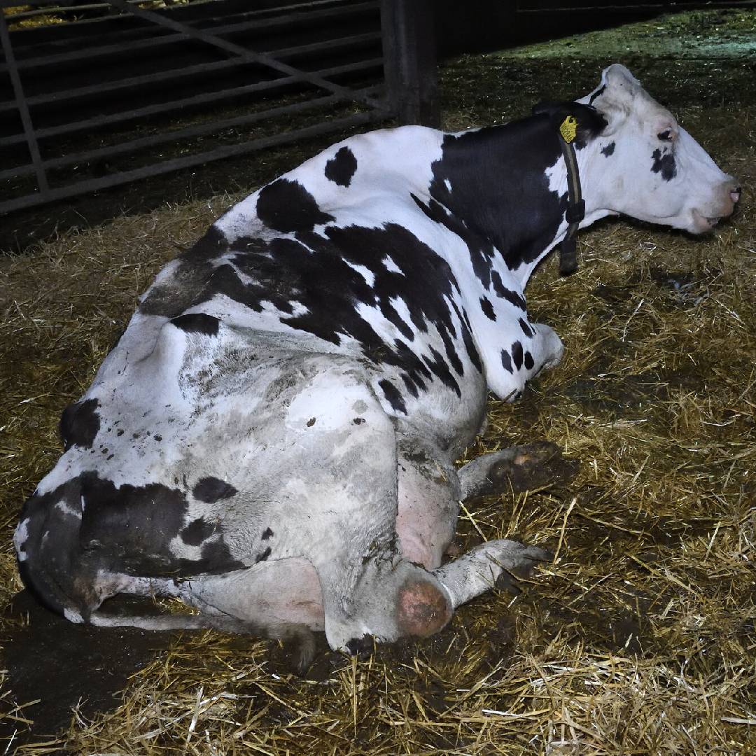 Entzündete Euter bei Milchkühen | Animal Equality Germany