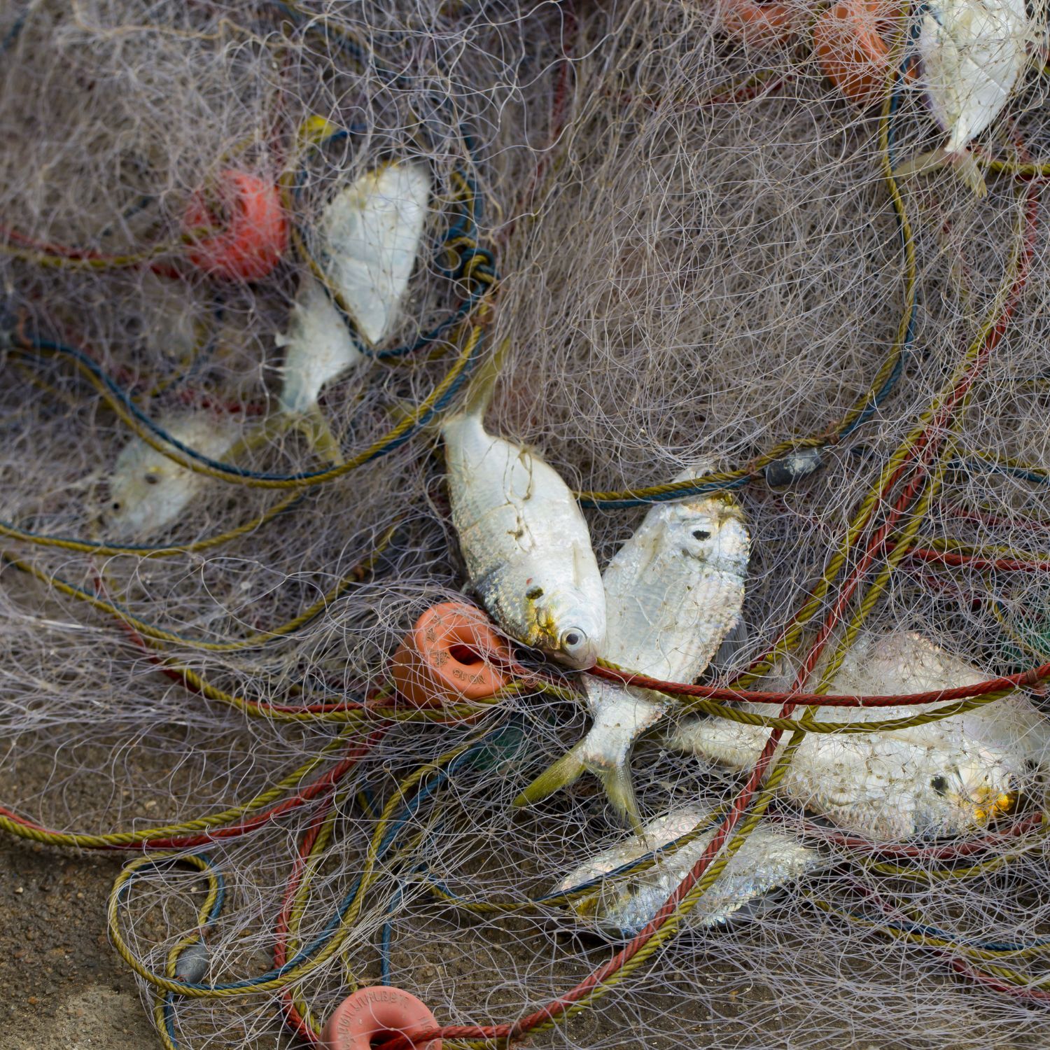 Fische in Fischernetz