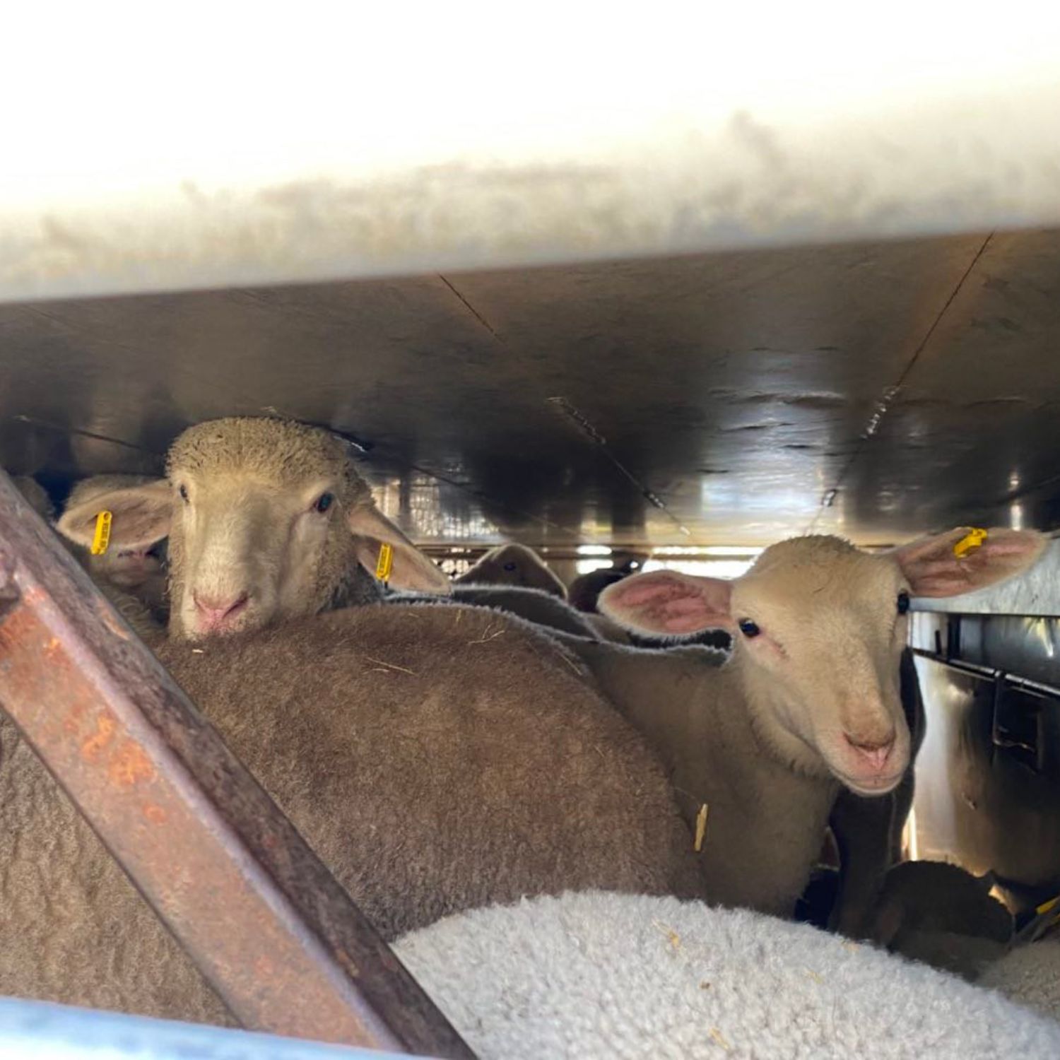 Lamm Transport