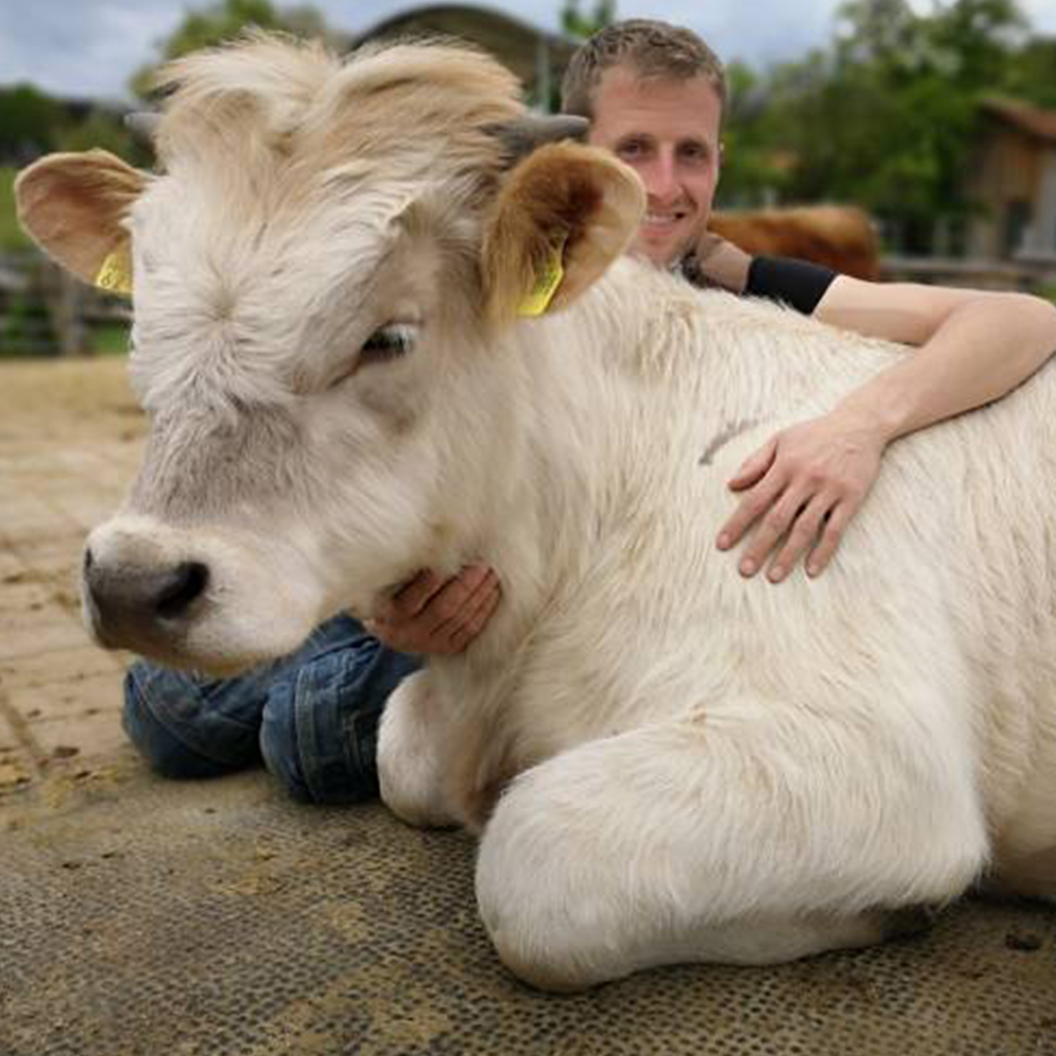 Gerettetes Rind Ferdinand