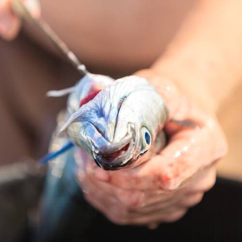 Toter Fisch mit Haken