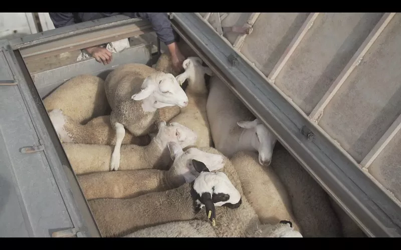Schafe in einem Transporter